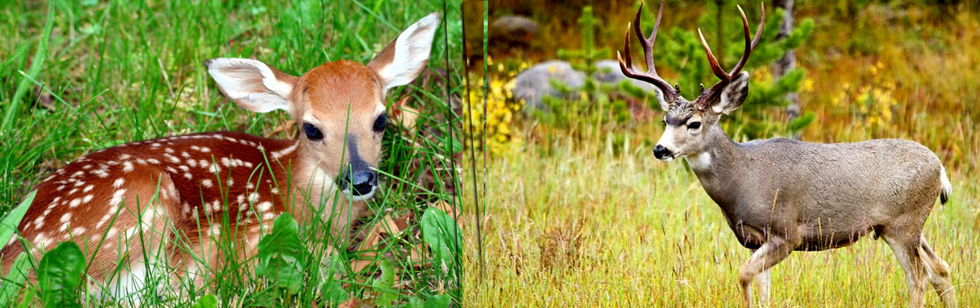 Jim corbett National Park Banner